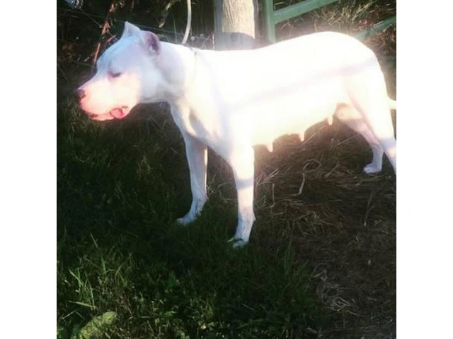 4 loving little Dogo Argentino puppies $3000
