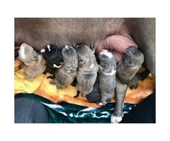 Pure bred American bully (puppies available)