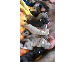 Pure bred American bully (puppies available) - 2