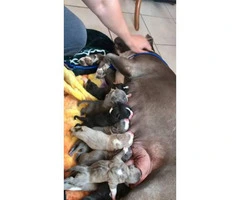 Pure bred American bully (puppies available) - 3