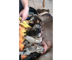 Pure bred American bully (puppies available) - 4