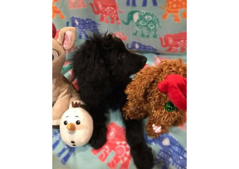 11 weeks old Doubledoodle for Sale $1400