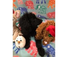 11 weeks old Doubledoodle for Sale $1400