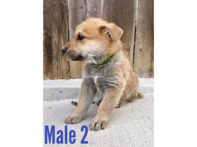 12 German Shepherd Pups Available in San Diego, California ...