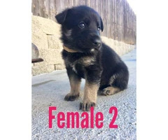 12 German Shepherd Pups Available - 4