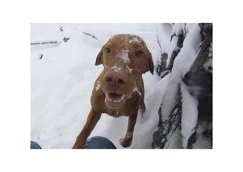 Vizsla Puppies Four girls and three boys