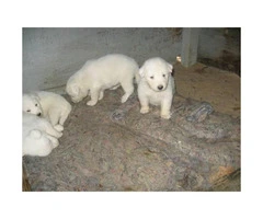 1 male, 3 Females Pyrenees Pups