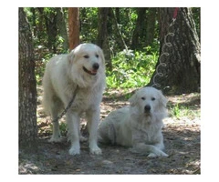 1 male, 3 Females Pyrenees Pups - 3