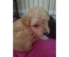 one cream male toy poodle puppy left available - 2