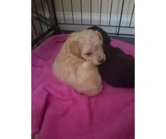 one cream male toy poodle puppy left available - 4