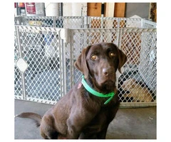 Chocolate and yellow lab pups AKC great blood lines - 1