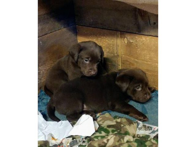 Chocolate and yellow lab pups AKC great blood lines in Phoenix, Arizona