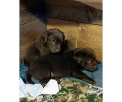 Chocolate and yellow lab pups AKC great blood lines - 3
