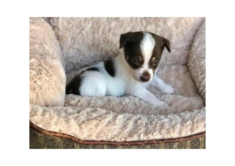 Jack chi puppies 3 girls 2 boys