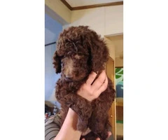 3 standard poodle puppies will be ready for a home a few days of Christmas - 1
