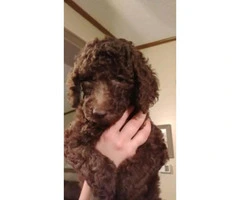 3 standard poodle puppies will be ready for a home a few days of Christmas - 2