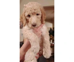 3 standard poodle puppies will be ready for a home a few days of Christmas - 3