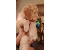 3 standard poodle puppies will be ready for a home a few days of Christmas - 4