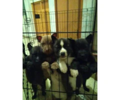 9 Siberian Husky puppies for sale 3 girls 6 boys available