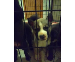 9 Siberian Husky puppies for sale 3 girls 6 boys available - 2