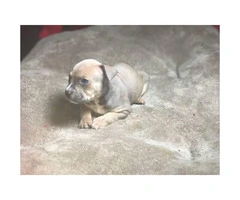 Beautiful bully puppies 3 females and 5 boys left