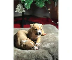 Beautiful bully puppies 3 females and 5 boys left - 7