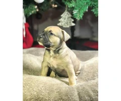 Beautiful bully puppies 3 females and 5 boys left - 11