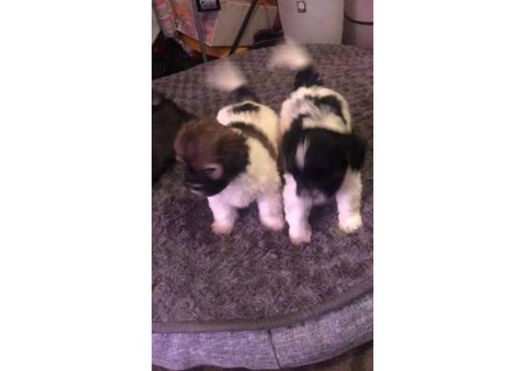 7 week old Adorable female Shih Tzu available