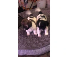 7 week old Adorable female Shih Tzu available - 1