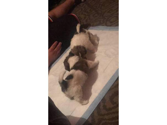 7 week old Adorable female Shih Tzu available in Brisbane, California