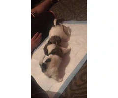 7 week old Adorable female Shih Tzu available - 2