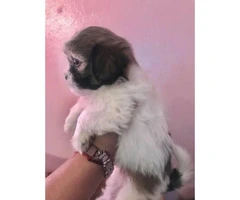 7 week old Adorable female Shih Tzu available - 3