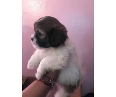 7 week old Adorable female Shih Tzu available - 4