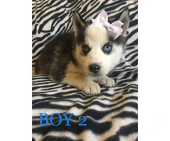 2 Males and 1 Female Purebred Husky Puppies available