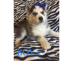 2 Males and 1 Female Purebred Husky Puppies available - 2