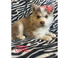 2 Males and 1 Female Purebred Husky Puppies available - 3