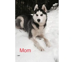 2 Males and 1 Female Purebred Husky Puppies available - 4