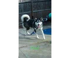 2 Males and 1 Female Purebred Husky Puppies available - 5