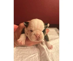 7 week old AKC English Bull Dog puppies -  female puppies left