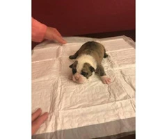 7 week old AKC English Bull Dog puppies -  female puppies left - 2