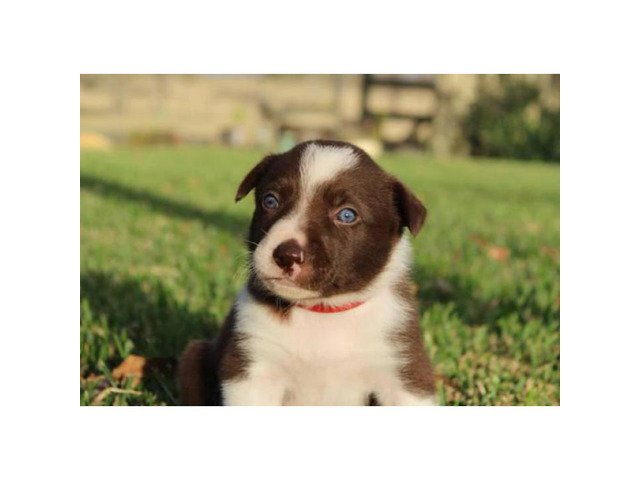 Border Collie Pups have blue eyes in Austin, Texas