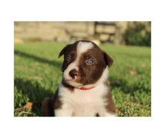 Border Collie Pups have blue eyes - 2
