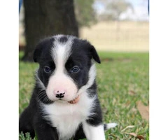 Border Collie Pups have blue eyes - 3