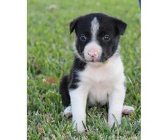 Border Collie Pups have blue eyes - 4