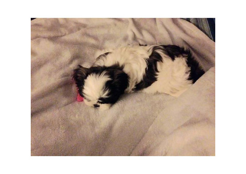 Adorable full bred shih tzu female puppy