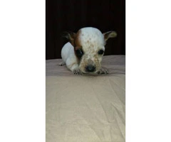 7 week old Short Legged Jack Russell mixed puppies