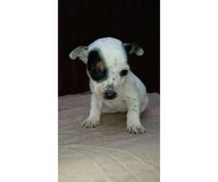 7 Week Old Short Legged Jack Russell Mixed Puppies In Birmingham