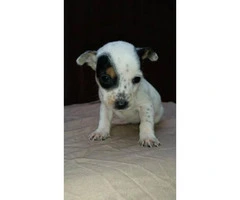 7 week old Short Legged Jack Russell mixed puppies - 2