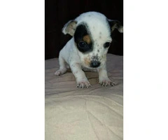 7 week old Short Legged Jack Russell mixed puppies - 4