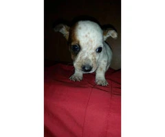 7 week old Short Legged Jack Russell mixed puppies - 5
